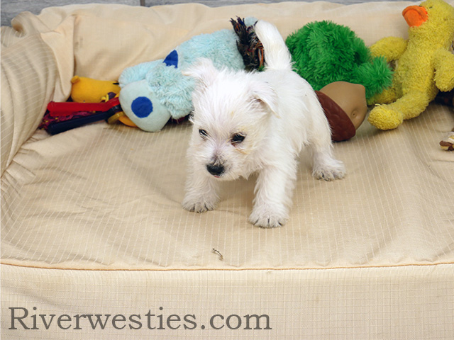 Harvey 8-23-26