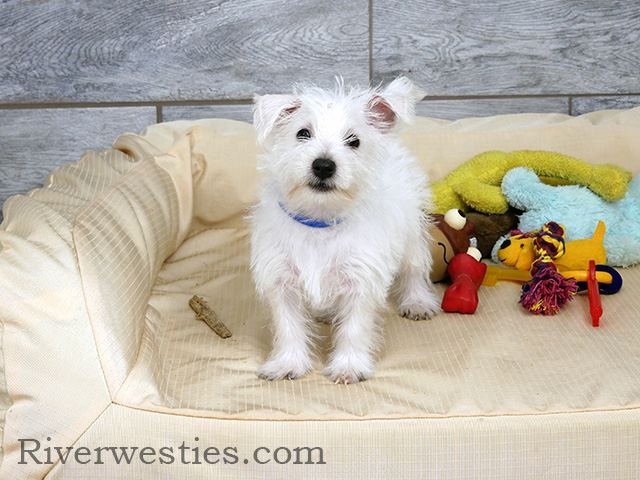Dodger 9-20-26